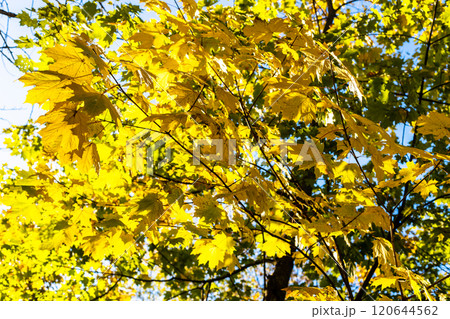 maple tree branch with yellow leaves in autumn 120644562