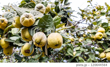 quince fruits on tree branches in village garden 120644564
