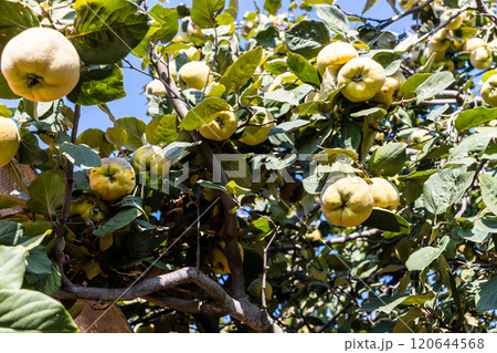 ripe quince fruits on tree on sunny autumn day 120644568
