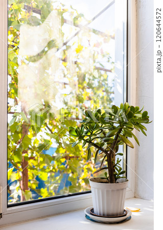 houseplant on window sill on sunny autumn day 120644572
