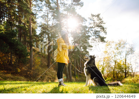 Beautiful young woman in a hat and yellow coat walks with her husky on the lawn in the park. 120644649