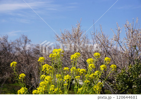 菜の花 120644681