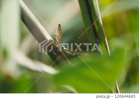 草の茎に止まったウラナミシジミの顔 120644685