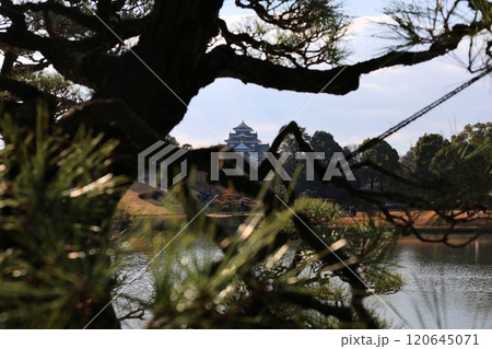 沢の池越しの岡山城【岡山・後楽園】 120645071
