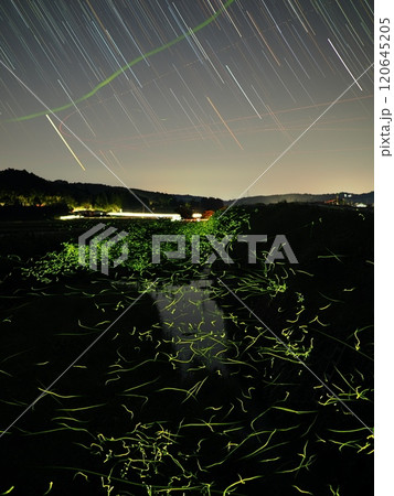 ホタルの光 120645205
