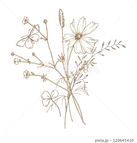 Field, meadow, wild flowers and herbs cosmos, bluegrass, mouse pea with a butterfly. Line art is a simple hand-drawn illustration in beige, ochre, brown ink. Bouquet flowers vector EPS Field, meadow, wild flowers and herbs cosmos, bluegrass, mouse pea with a butterfly. Line art is a simple hand-drawn illustration in beige, ochre, brown ink. Bouquet flowers vector EPS 120645410
