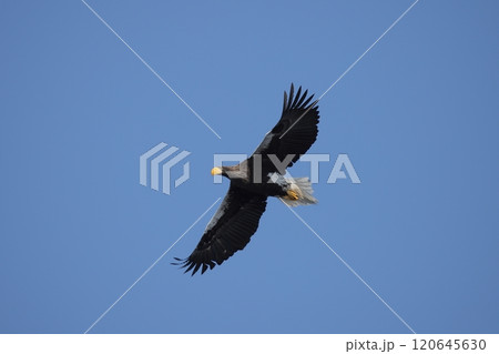飛翔するオオワシ亜成鳥 120645630