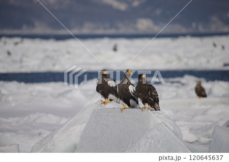 流氷上に3羽で並ぶオオワシ 120645637