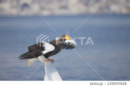流氷から飛び立つオオワシ成鳥 流氷から飛び立つオオワシ成鳥 120645688