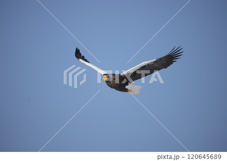 青空を飛翔するオオワシ成鳥 青空を飛翔するオオワシ成鳥 120645689