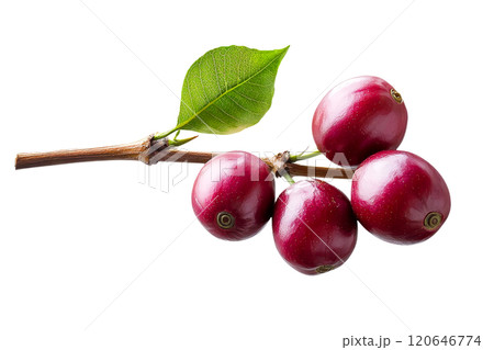 Fresh red fruits on branch with green leaves, showcasing vibrant colors and natural beauty. Perfect for healthy eating and culinary uses 120646774