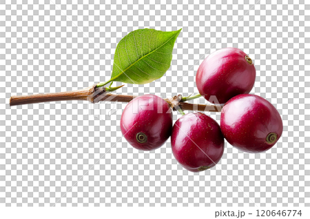 Fresh red fruits on branch with green leaves, showcasing vibrant colors and natural beauty. Perfect for healthy eating and culinary uses 120646774