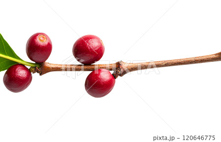 Fresh coffee cherries on branch, showcasing vibrant red color and green leaves, perfect for coffee lovers and agricultural themes 120646775