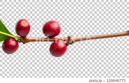 Fresh coffee cherries on branch, showcasing vibrant red color and green leaves, perfect for coffee lovers and agricultural themes 120646775