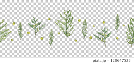 Watercolor cypress with green yellow cones horizontal seamless banner isolated on white. Aromatic conifer illustration for Xmas decor, aromatherapy or homeopathy design, nature textile, package. 120647523