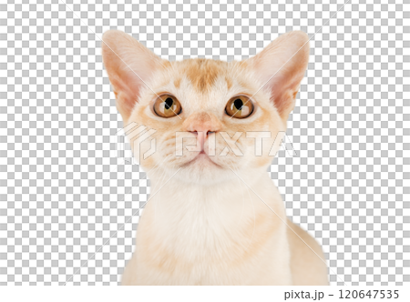 Cream Burmese cat on transparent background. Cream Burmese cat on transparent background. 120647535