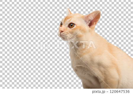 Cream Burmese cat on transparent background. Cream Burmese cat on transparent background. 120647536