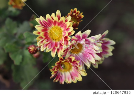 秋の庭に咲くピンク色で先端が黄色の花びらを持つ菊の花 秋の庭に咲くピンク色で先端が黄色の花びらを持つ菊の花 120647936