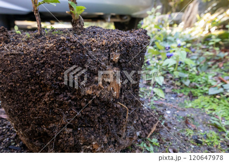 鉢植えに白蟻の被害　植木鉢にヤマトシロアリが巣を作っている 120647978