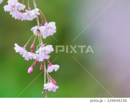 緑色背景の開花した枝垂れ桜の花の枝先のアップ 120648136