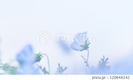 空背景の一輪のネモフィラの花のクローズアップ 低コントラスト 空背景の一輪のネモフィラの花のクローズアップ 低コントラスト 120648142