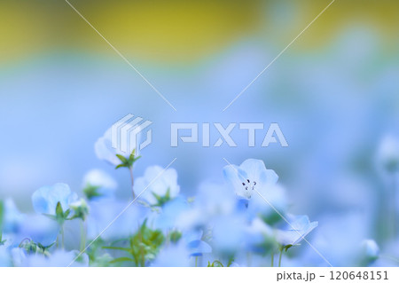 群生するネモフィラの花畑の一輪の花のクローズアップ 群生するネモフィラの花畑の一輪の花のクローズアップ 120648151