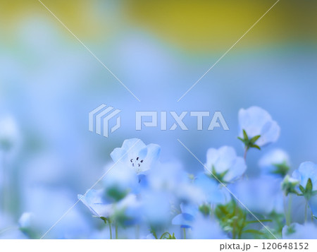 群生するネモフィラの花畑の一輪の花のクローズアップ 群生するネモフィラの花畑の一輪の花のクローズアップ 120648152
