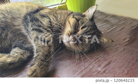 Tabby domestic cat lying on the windowsill. Pets. Playful mood. 120648215