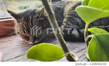Tabby domestic cat lying on the windowsill. Pets. Playful mood. Tabby domestic cat lying on the windowsill. Pets. Playful mood. 120648216