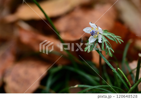 早春の花　セツブンソウの白い花 120648528