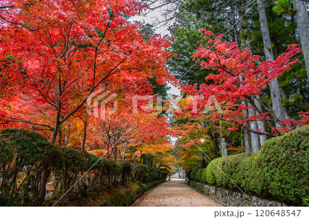 紅葉に染まる高野山2024 紅葉に染まる高野山2024 120648547