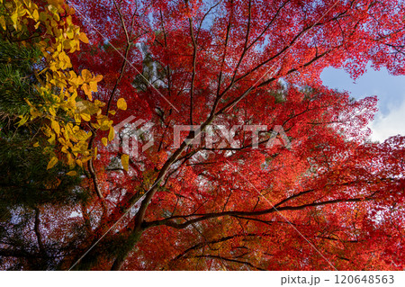 紅葉に染まる高野山2024 120648563