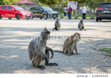 Closeup portrait of Tufted gray langur Semnopithecus priam 120648585