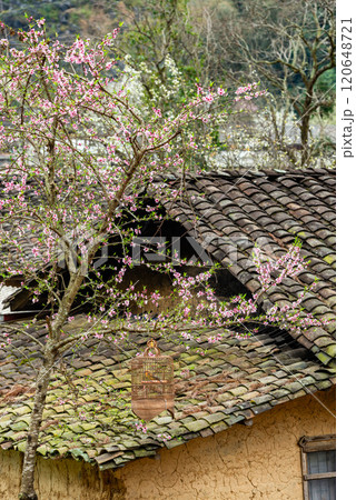 Spring landscape in Ha Giang - Northern mountainous province of Vietnam Spring landscape in Ha Giang - Northern mountainous province of Vietnam 120648721