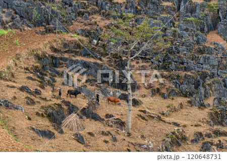 Spring landscape in Ha Giang - Northern mountainous province of Vietnam Spring landscape in Ha Giang - Northern mountainous province of Vietnam 120648731