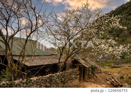 Spring landscape in Ha Giang - Northern mountainous province of Vietnam 120648755