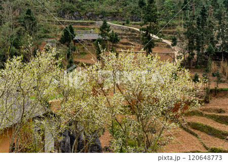 Spring landscape in Ha Giang - Northern mountainous province of Vietnam 120648773