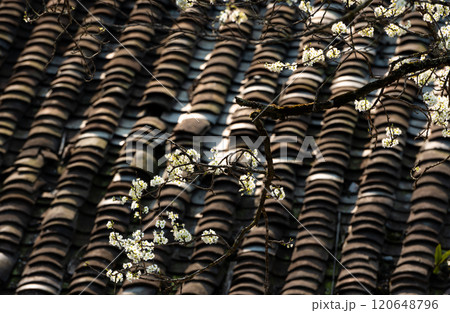 Spring landscape in Ha Giang - Northern mountainous province of Vietnam 120648796