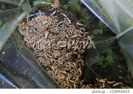 ビニール袋の中の大量のヤマトシロアリ 120648883