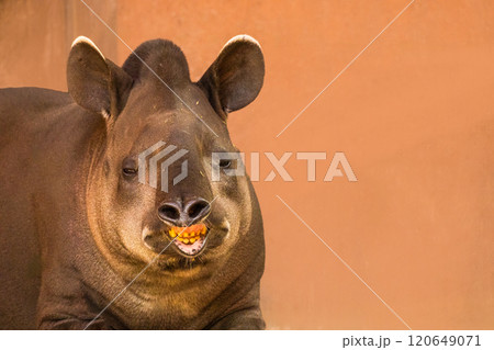 portrait of Tapirus terrestris portrait of Tapirus terrestris 120649071