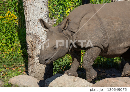 portrait of an adult rhinoceros on a sunny day on a natural background portrait of an adult rhinoceros on a sunny day on a natural background 120649076