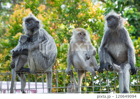 Closeup portrait of Tufted gray langur Semnopithecus priam Closeup portrait of Tufted gray langur Semnopithecus priam 120649094