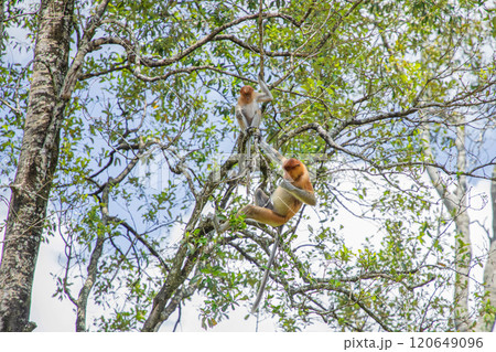 Proboscis Monkey Nasalis larvatus in mangrove rain forest 120649096
