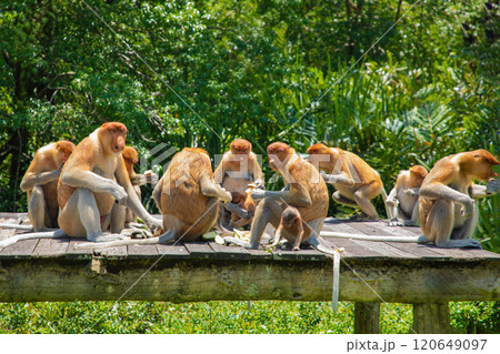 Proboscis Monkey Nasalis larvatus in mangrove rain forest 120649097