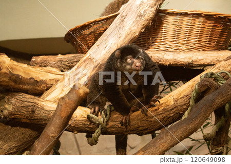 cute wild bear cuscus aulirops ursinus arboreal against blure background. 120649098