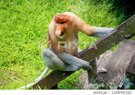 Proboscis Monkey Nasalis larvatus in mangrove rain forest Proboscis Monkey Nasalis larvatus in mangrove rain forest 120649102