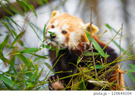 red panda Ailurus fulgens, lesser panda, is a small mammal red panda Ailurus fulgens, lesser panda, is a small mammal 120649104