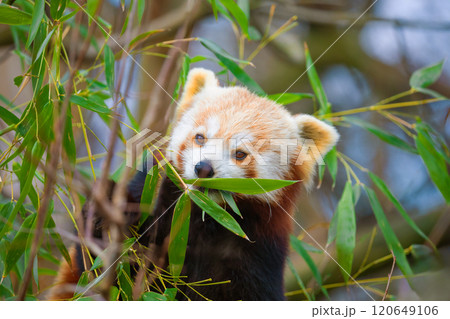 red panda Ailurus fulgens, lesser panda, is a small mammal red panda Ailurus fulgens, lesser panda, is a small mammal 120649106