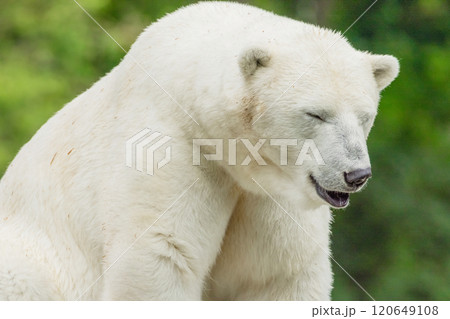 Polar Bear takes a rest Polar Bear takes a rest 120649108