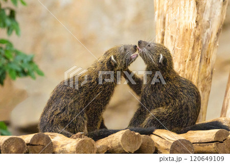 Binturong Arctictis binturong, also known as bearcat. Wildlife animal. Binturong Arctictis binturong, also known as bearcat. Wildlife animal. 120649109